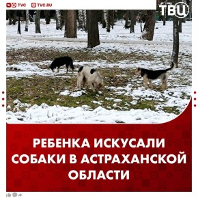 Трехлетняя девочка сбежала из детсада и была искусана собаками в Астраханской области