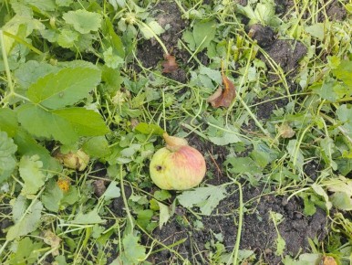 Как растет урожай в теплицах: промежуточные итоги сезона