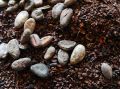 Цены на какао-бобы обнулили рекорды: как это отразится на рынке?