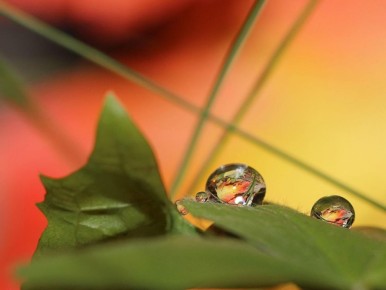 Как спасти сад после сильного дождя: практические советы