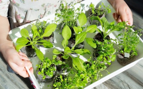 Погружаемся в мир огородничества: свежие идеи и советы на Огород. ru