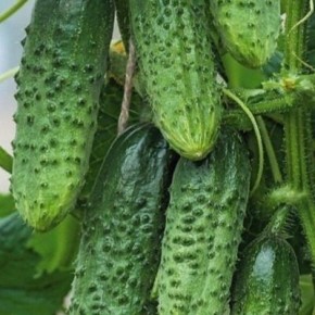 Огурец Искандер: самоопыляемый гибрид с букетным плодоношением