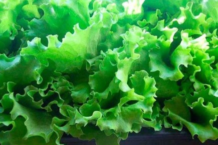 Салат Азарт: идеальный выбор для вашего огорода