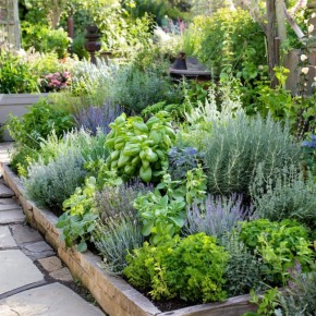 Травяной сад: здоровье и уют под вашим окном