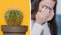Кактусы в вашем доме: мифы и реальность