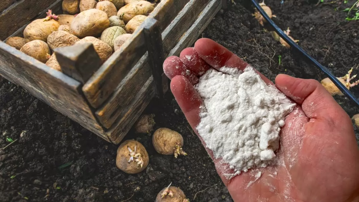 Как одна горсть золы может изменить ваш урожай картошки
