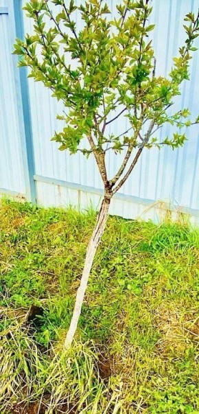 ������ ������� �������� � ����� �������� ������ ����