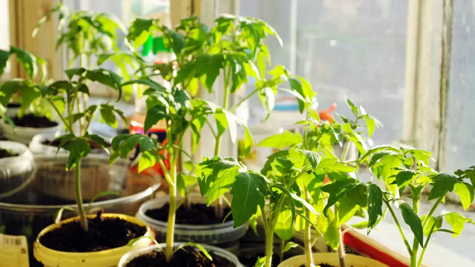 Как две подкормки подарили богатый урожай: новые выводы о рассадах томатов