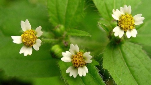 ��� �������� ����������: ����������� ������ ������ ��������� �������