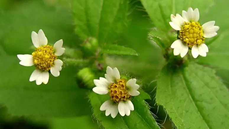 Как победить американку: проверенные методы против злостного сорняка