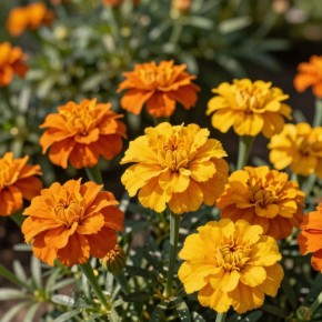 ��� ��������� �������� ��� �������: ��������� ������ �� 2026 ���