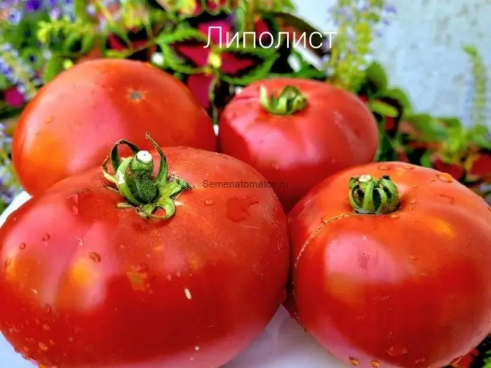 Уникальные томаты Липолист: изюминка вашего огорода