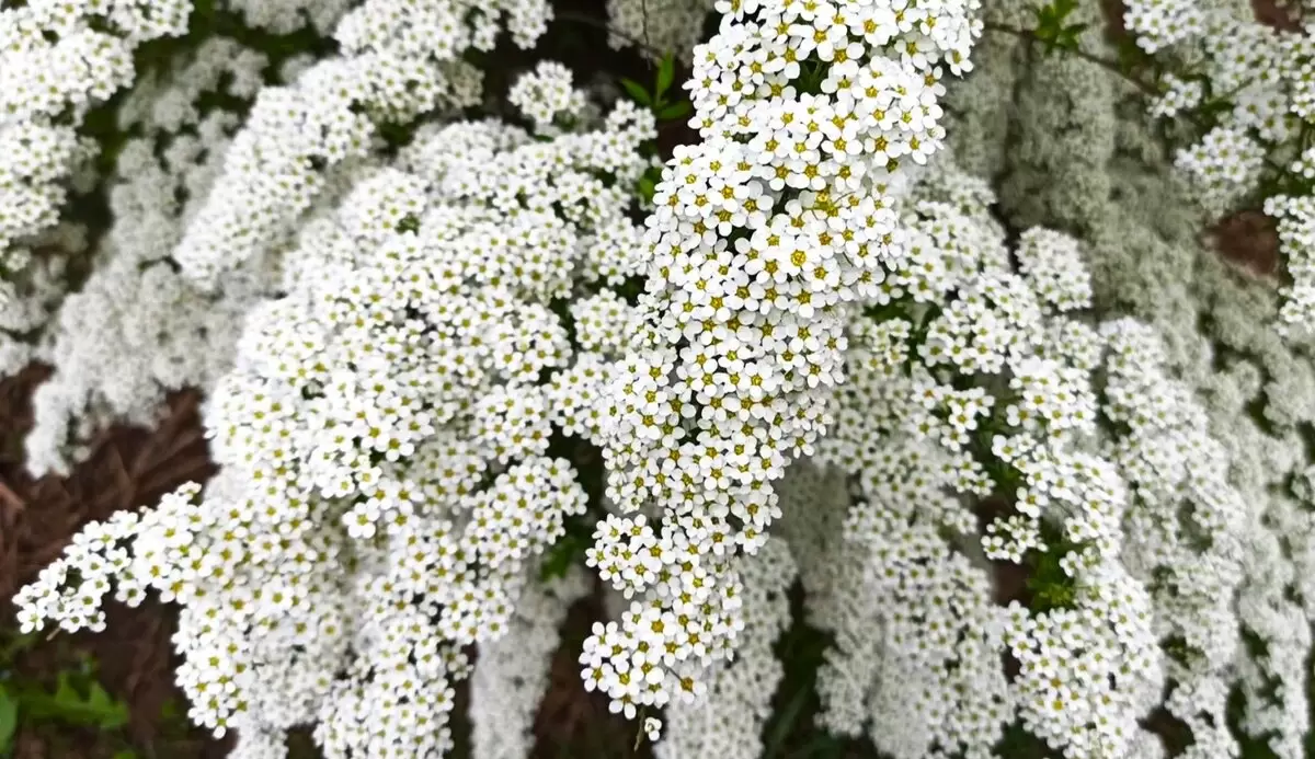 Эффектные растения для садоводов-ленивцев: минимальный уход, максимальная красота