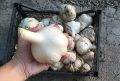 Как вырастить чеснок размером с кулак: проверенные советы