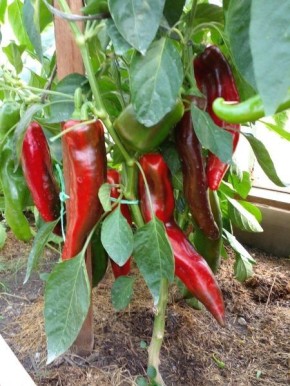 Перец Ласанта: лучший выбор для раннего урожая