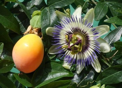 Как вырастить экзотическую маракуйю в домашних условиях: советы для городских садоводов