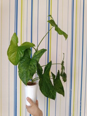 ��������� Mottled: ��� ������� ������� ������ ��������