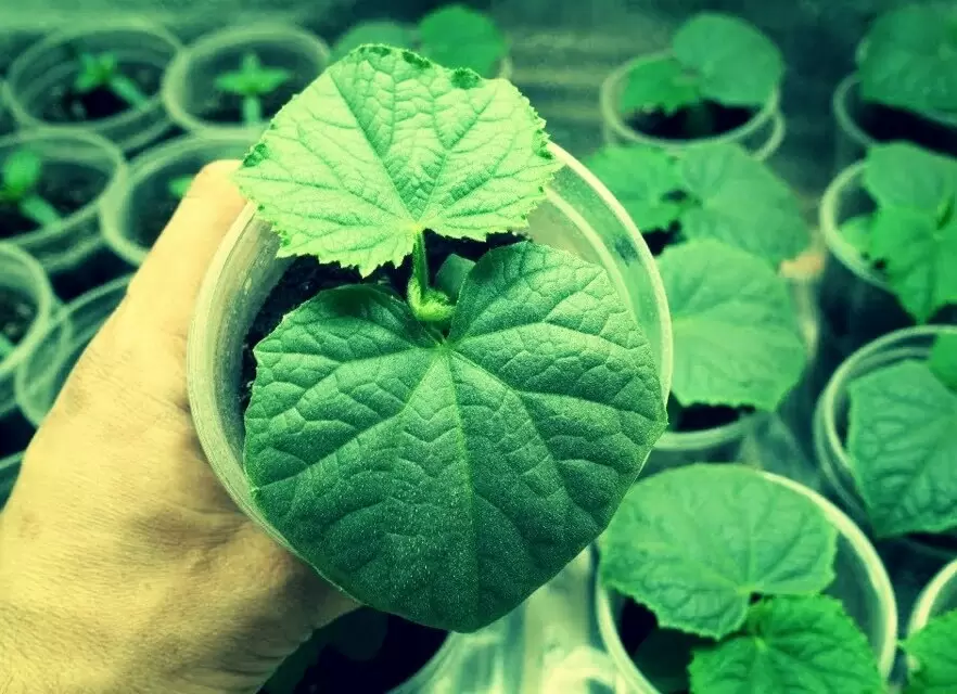 Как правильно подкармливать рассаду огурцов для максимального урожая