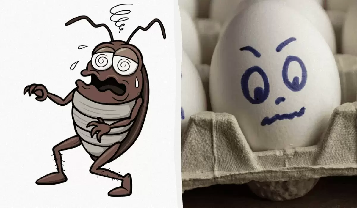 Как навсегда избавиться от черных тараканов: советы и методы