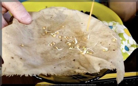 ��������� ������� ���������� �����: ����������� �������� ��������