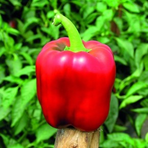 ����� ����-����: ��� ��������� ��������� ���������� �������