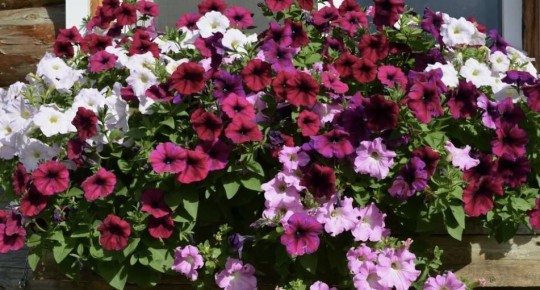 ��� ������� ������� ��������� ����: ������� ������� �������� � ����