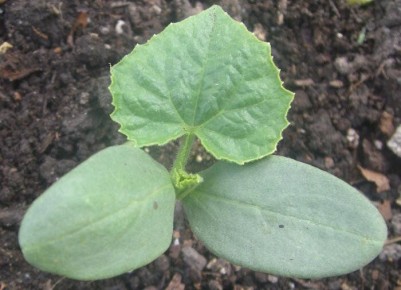 ����������� ������� ��� ����� �������