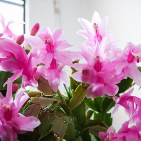 ������� �������� ����������: ����� ���������� ������