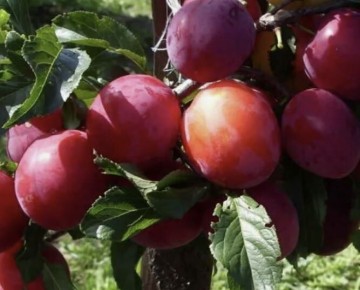 ������� ������������ ������ �����: ��� �������� ������� ������