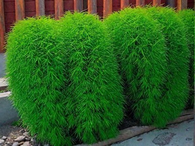 Как вырастить кохию: советы по уходу за летним кипарисом из семян