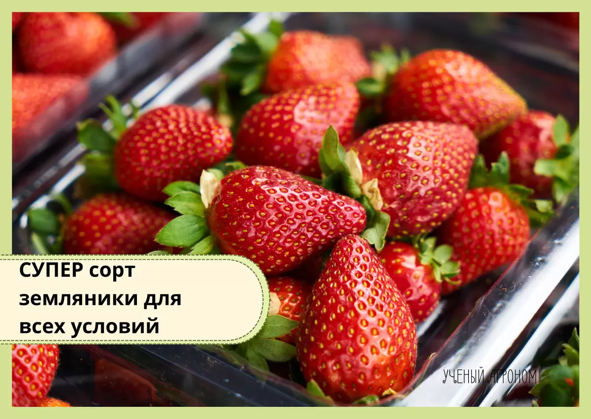 Выбор сортов земляники для щедрого урожая