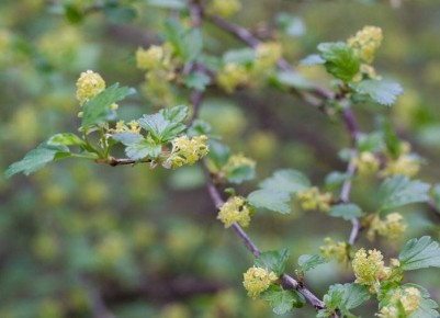 ��� �������� �������� ���� ���������: ������� ���������� ������