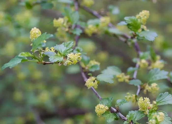 Как добиться сладости ягод смородины: секреты грамотного полива
