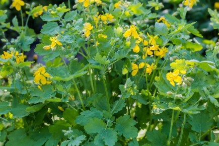 ��������: ������� ��������� ��������, ������� ����� ������