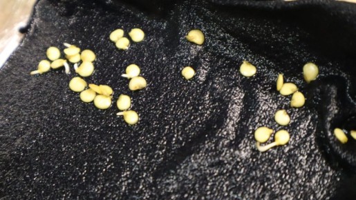 ������ �������� �����: �������� ������ ��� ������� �������