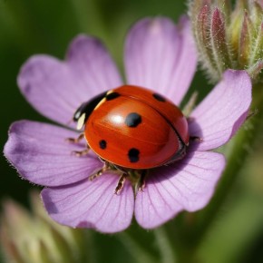 ��� ������� ���� ���� ��� ������ �������: ������ ��� ���������