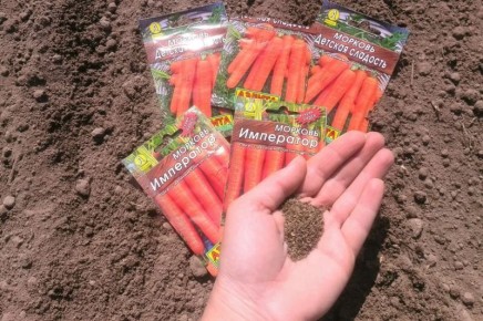 Эффективные методы посева моркови для легкого ухода