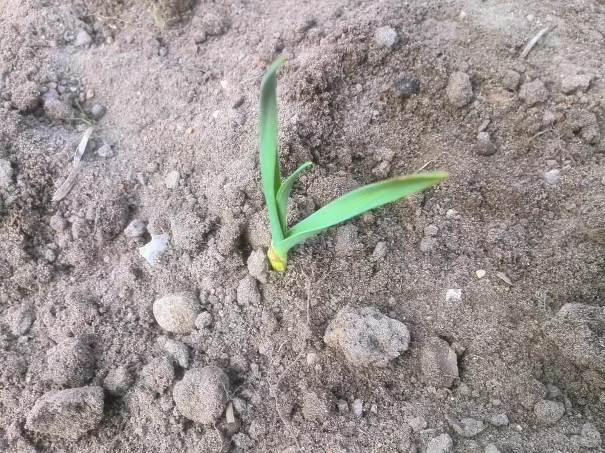 Загляните в причину пожелтения чеснока: 5 неожиданных факторов