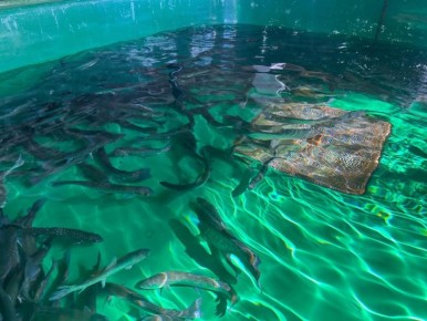 ����������� ������: ����������� ���������� ���������� ���� ��� ������������