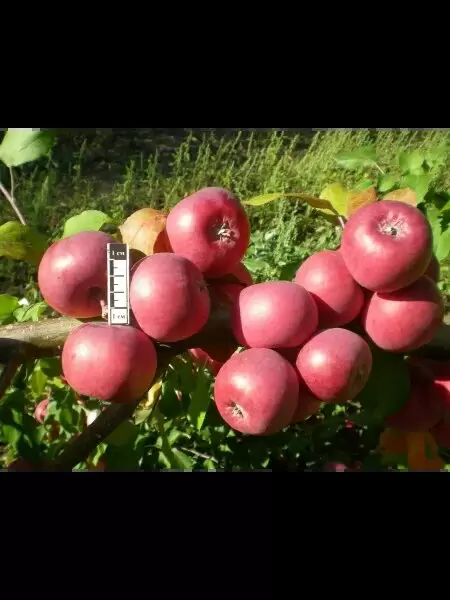 Яблоня Мулатка: идеальный зимний сорт для вашего сада