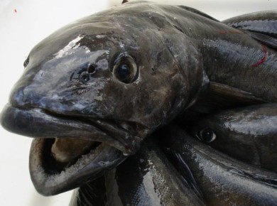 Угольная рыба: что стоит знать о новом деликатесе на прилавках