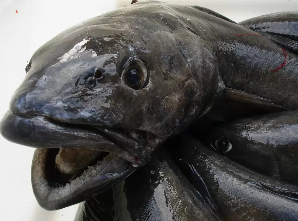 Угольная рыба: что стоит знать о новом деликатесе на прилавках