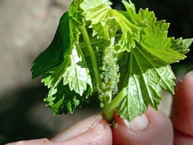 ��� ������ ��������� �� ���: ����������� ������ ������