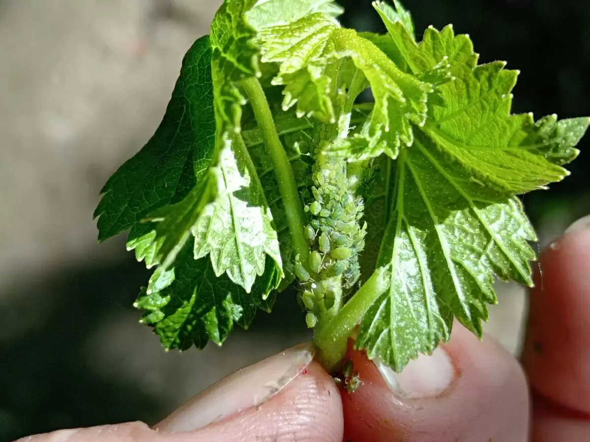 Как спасти смородину от тли: эффективные методы борьбы