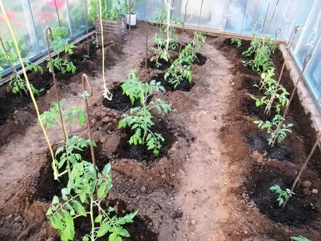 Простой план высадки рассады томатов в теплицу