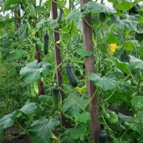 ��� �������� ������ ������� �� ����������: ������� ���������