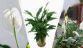 Как сохранить спатифиллум зимой: простые советы для заботливых хозяев