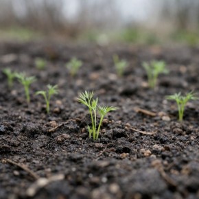 ������ ����� �������� ������ ����� ������