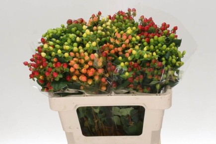 Гиперикум: яркое растение, которое украсит ваш сад и поднимет настроение