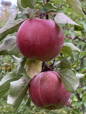 Яблоня Красная шапочка: лучший выбор для вашего сада